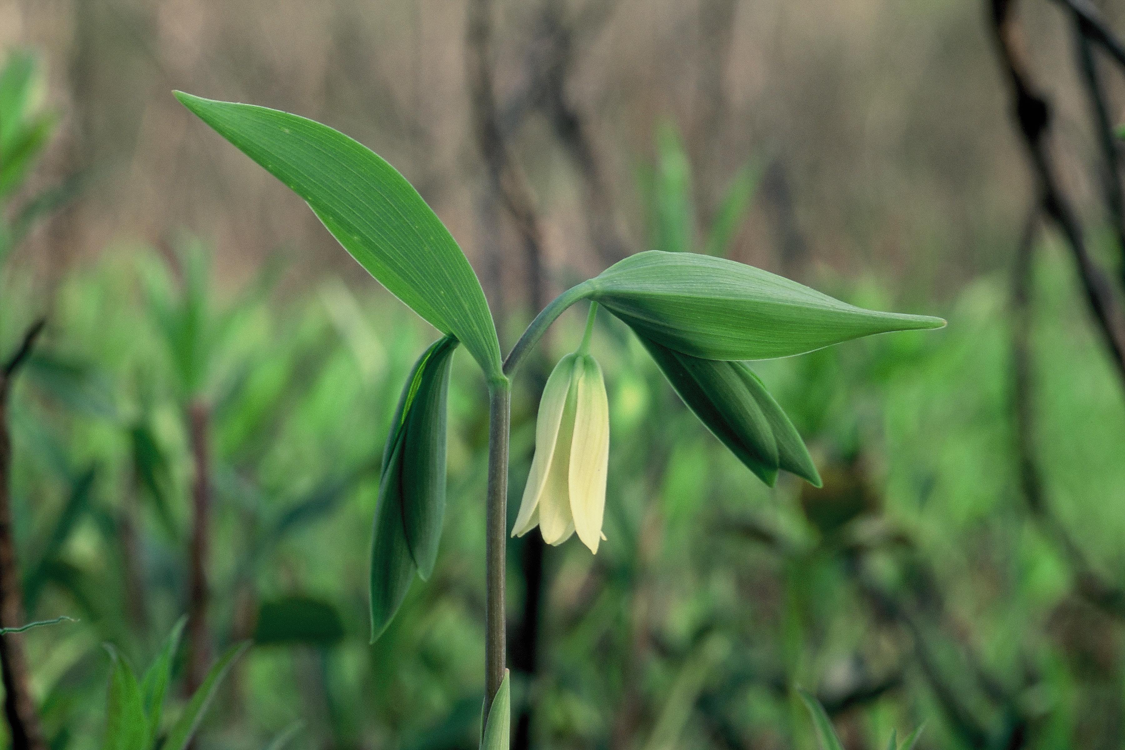 Sessileleaf Bellwort