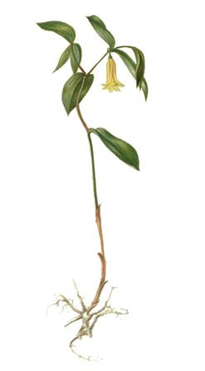 Sessileleaf Bellwort photo 2