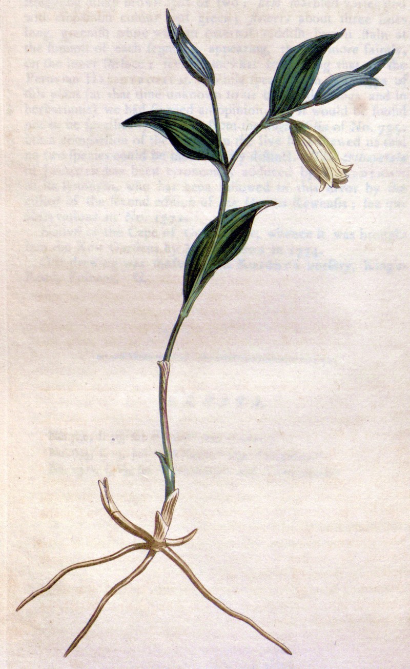 Sessileleaf Bellwort photo 3