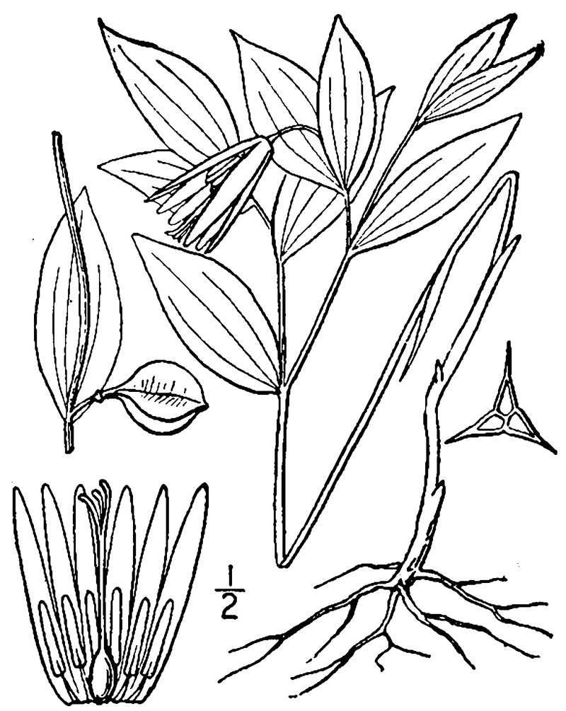Sessileleaf Bellwort photo 4