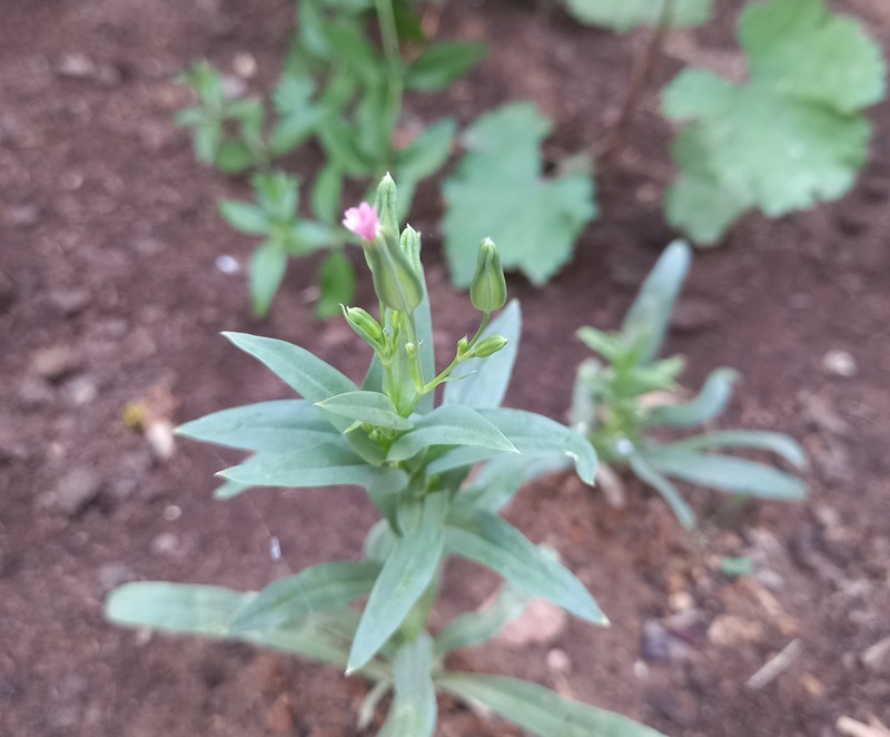 Cow Soapwort photo 2