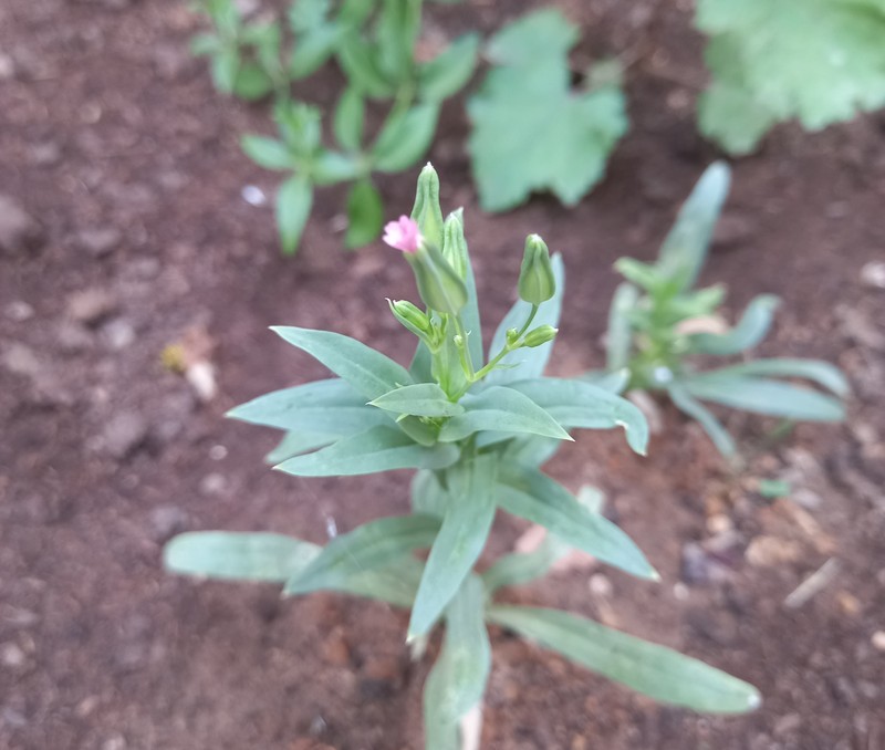 Cow Soapwort photo 3