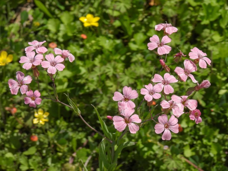 Cow Soapwort photo 4