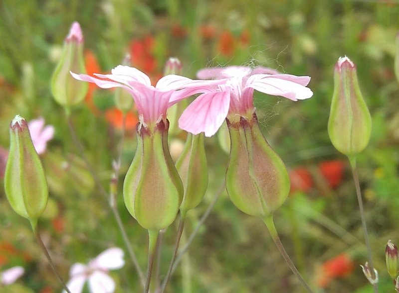 Cow Soapwort photo 6