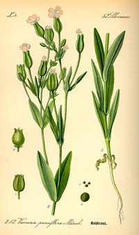 Cow Soapwort