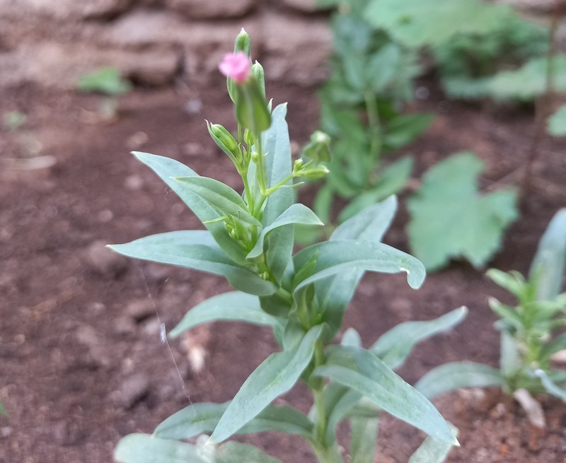 Cow Soapwort photo 5