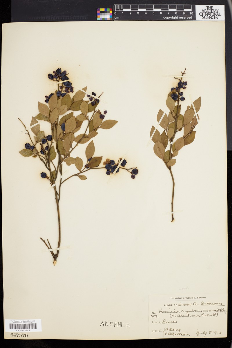 Vaccinium × atlanticum photo 2