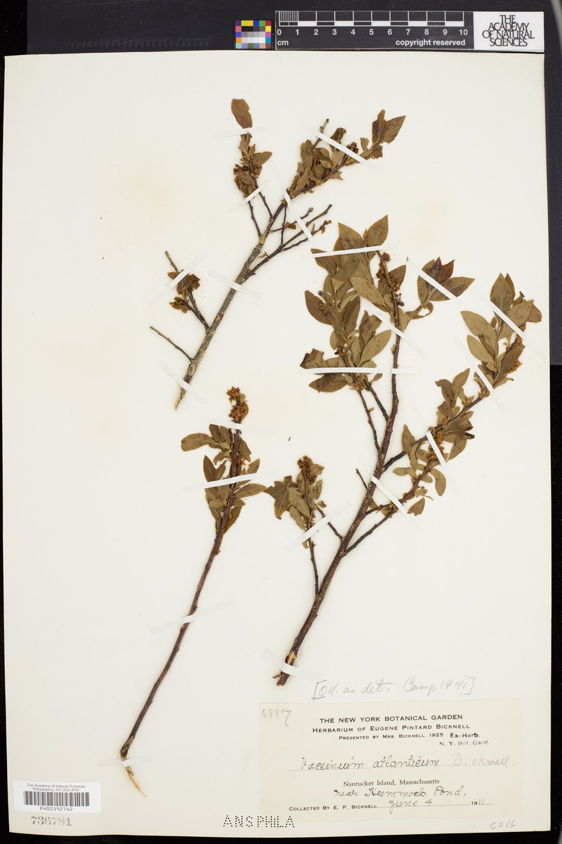 Vaccinium × atlanticum photo 3