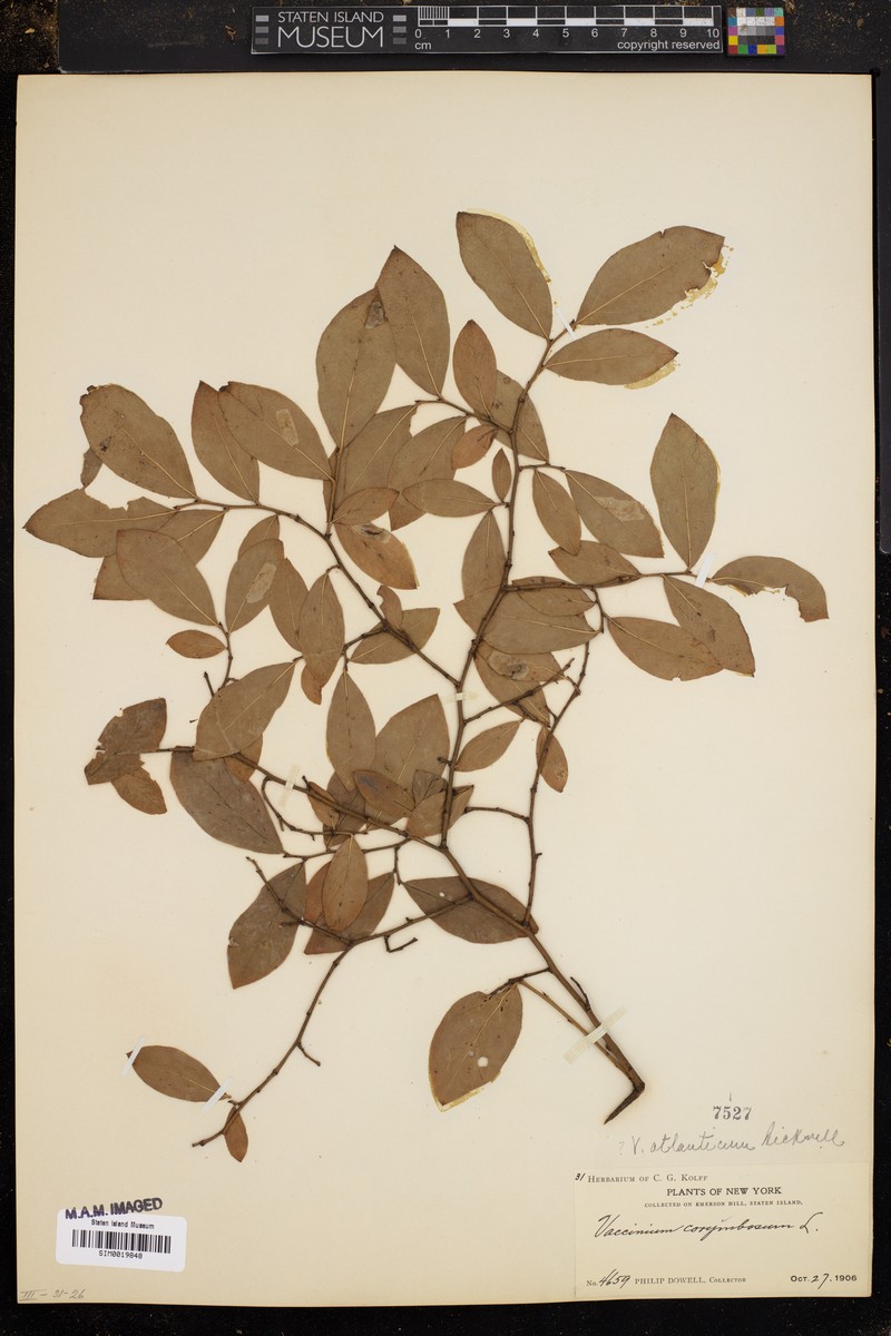 Vaccinium × atlanticum photo 4