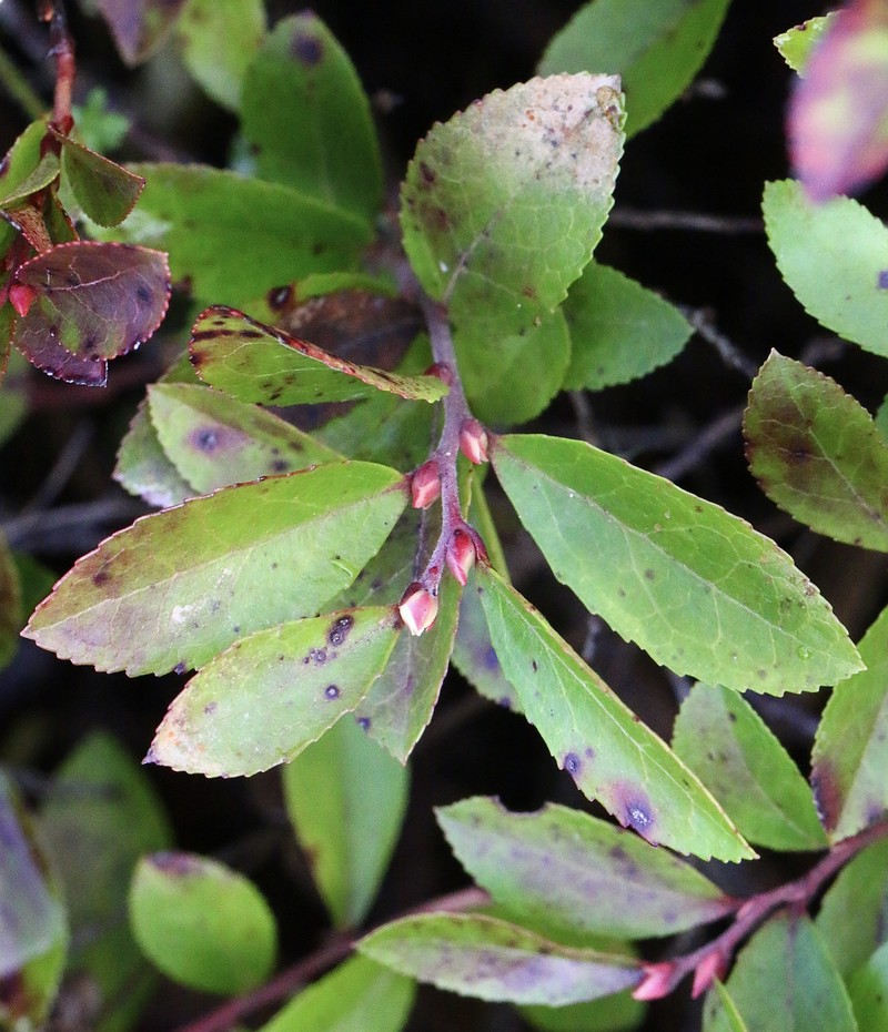 Vaccinium × brunoense