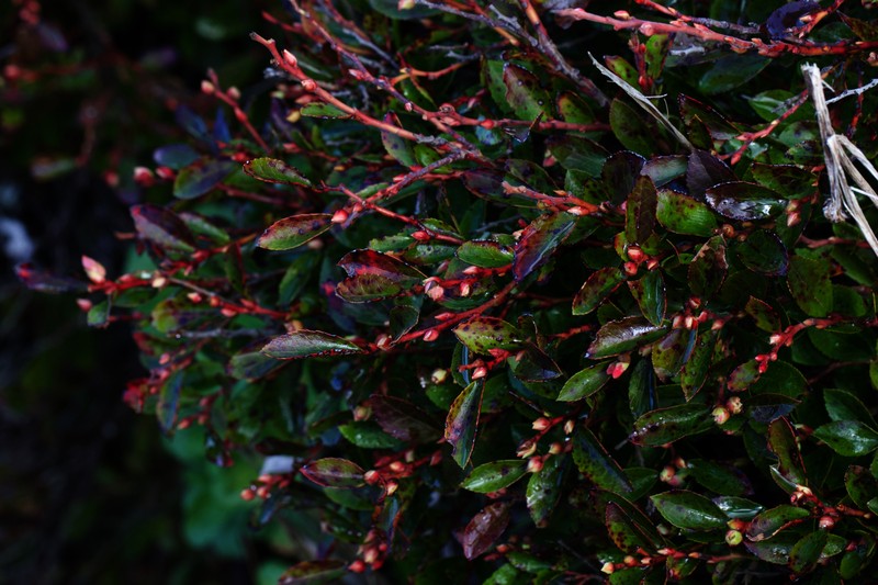Vaccinium × brunoense photo 2
