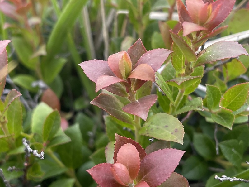 Vaccinium × brunoense photo 3