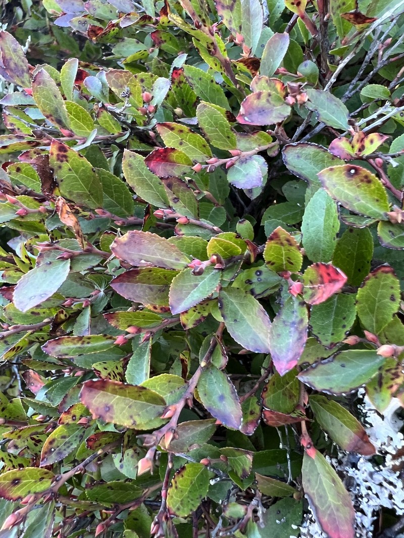 Vaccinium × brunoense photo 4