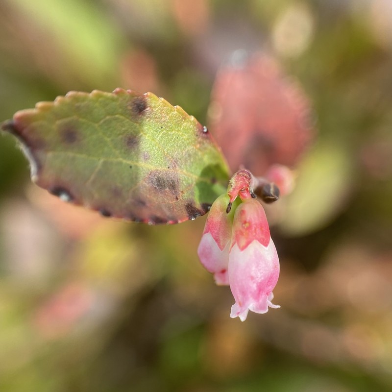 Vaccinium × brunoense photo 5