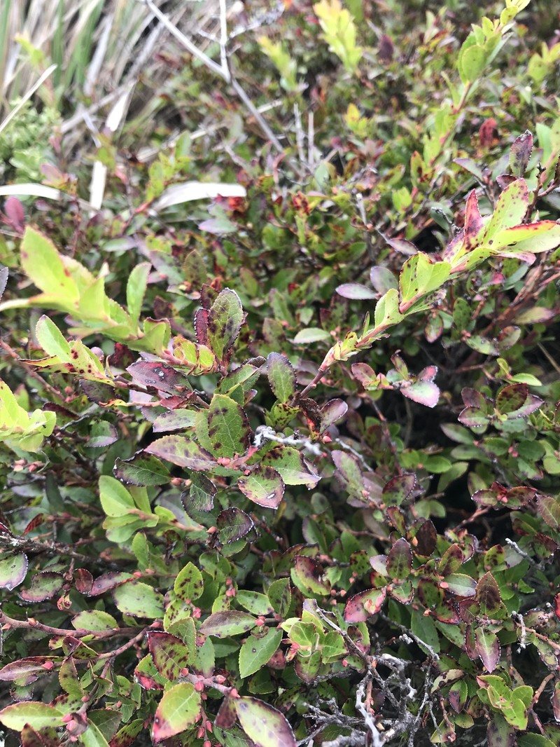 Vaccinium × brunoense photo 6