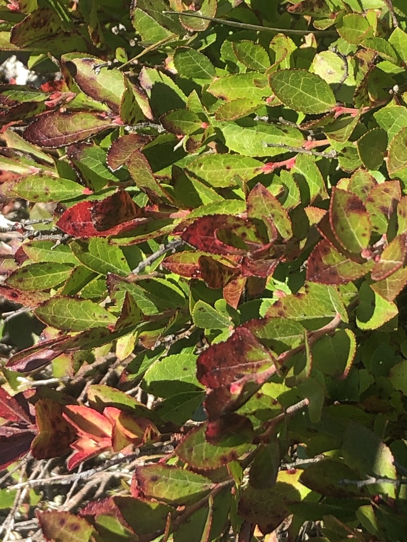 Vaccinium × brunoense photo 7