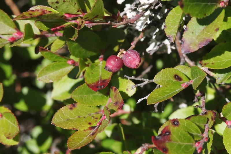 Vaccinium × brunoense photo 8