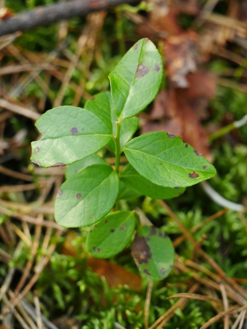Vaccinium × intermedium