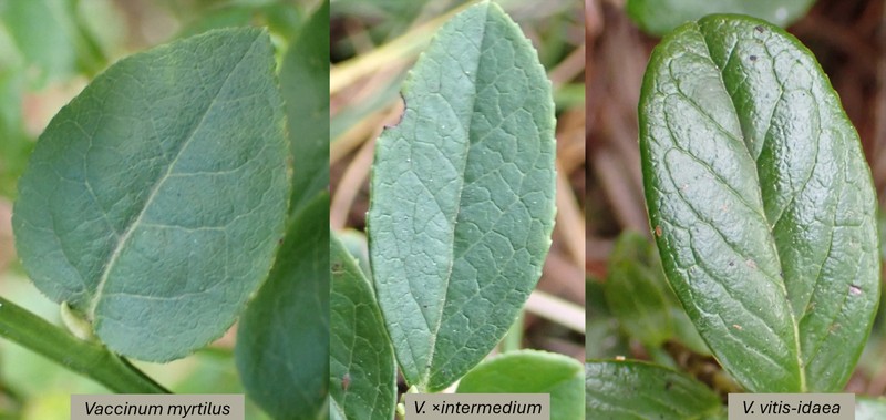 Vaccinium × intermedium photo 2