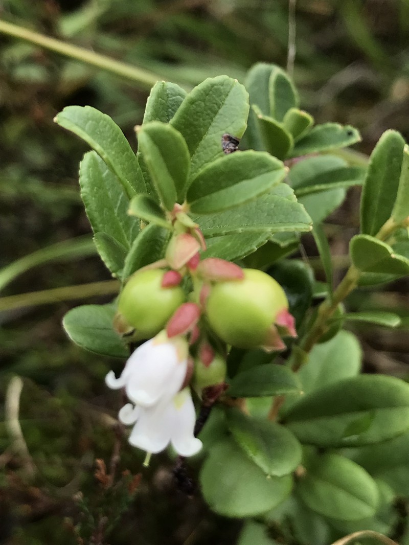 Vaccinium × intermedium photo 3
