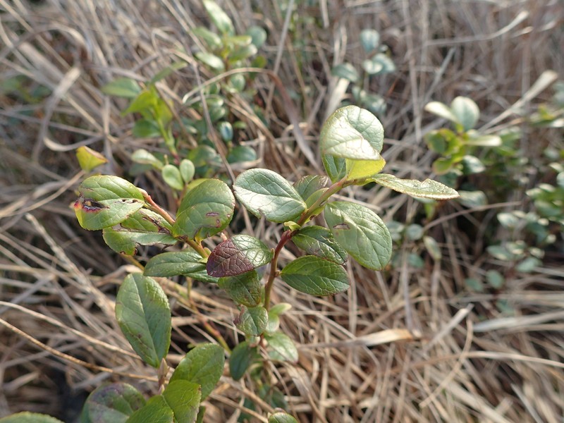 Vaccinium × intermedium photo 4