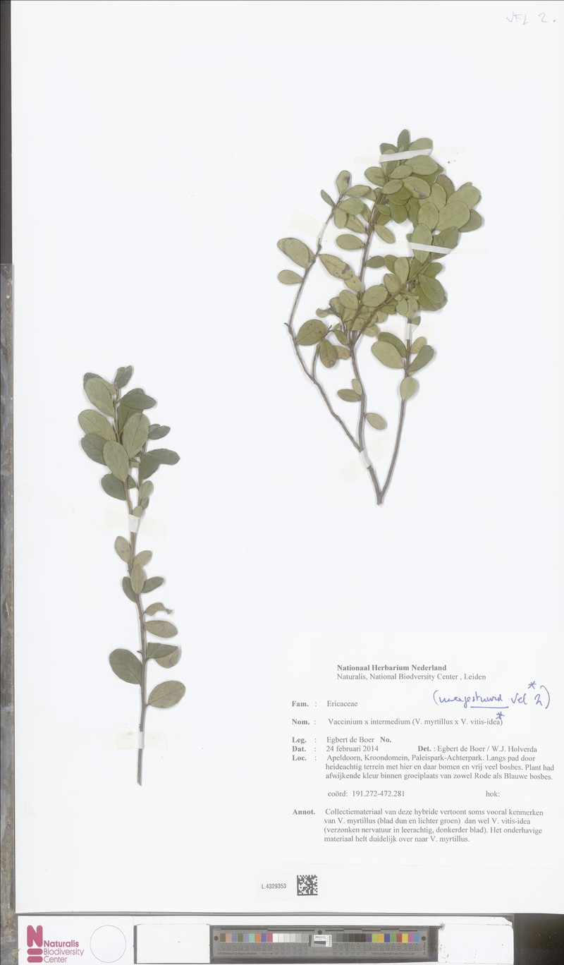 Vaccinium × intermedium photo 5