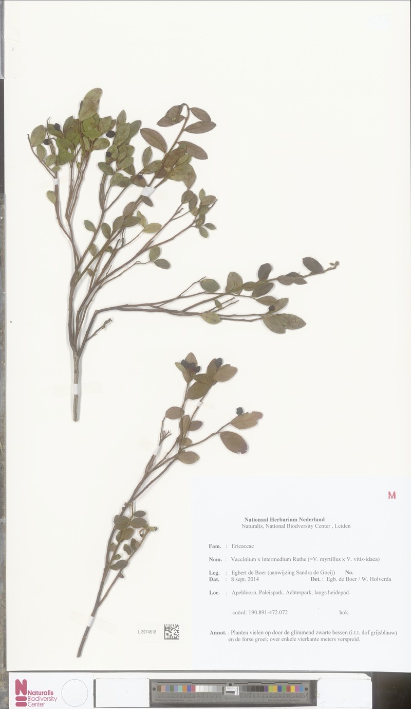 Vaccinium × intermedium photo 6