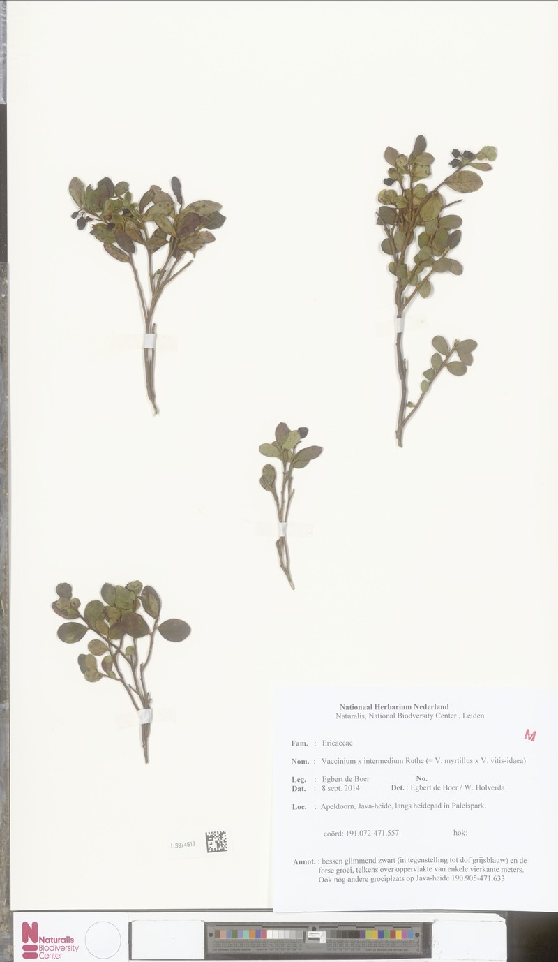 Vaccinium × intermedium photo 7