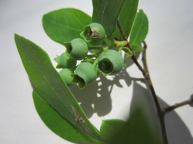 Blueberry photo 3