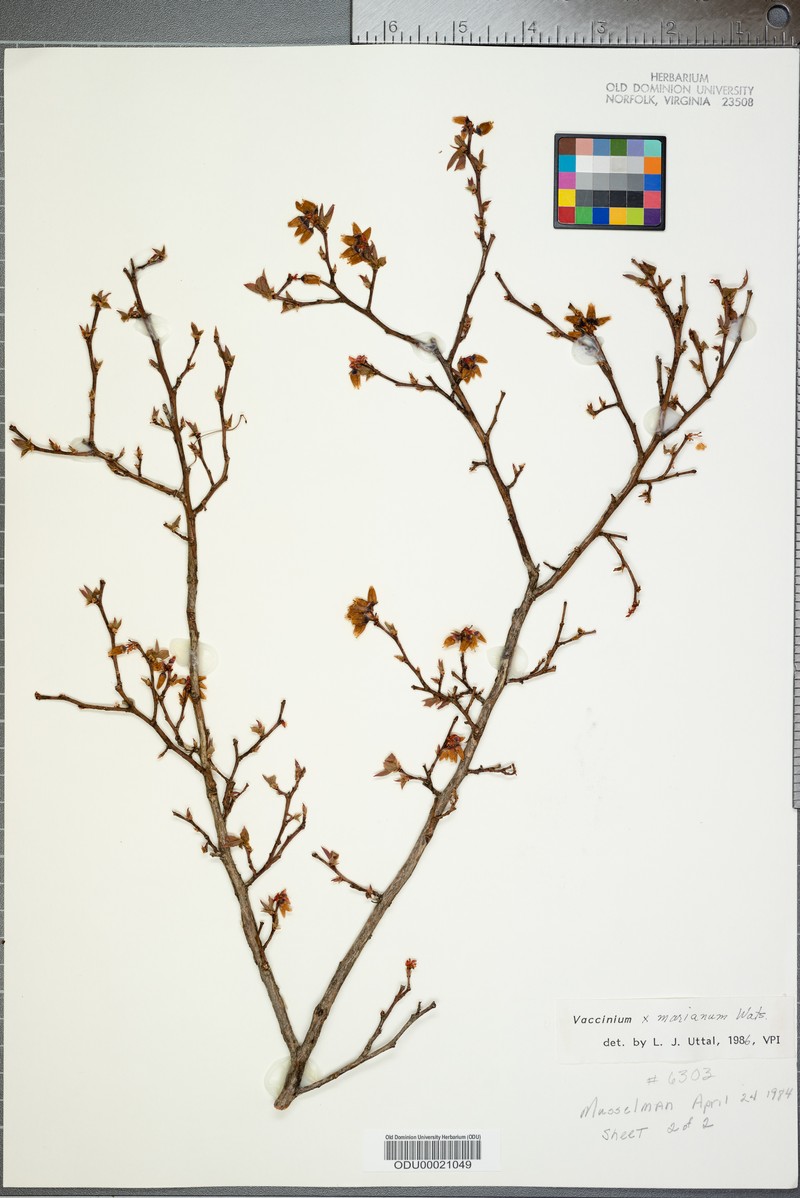 Blueberry photo 6