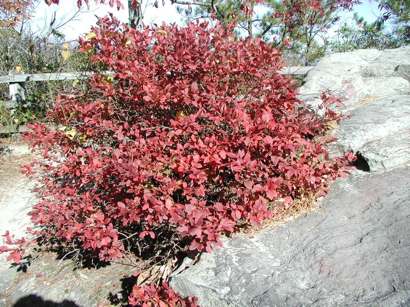 Blueberry photo 2