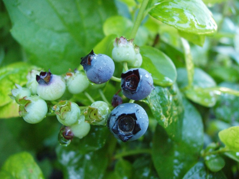 Blueberry photo 3