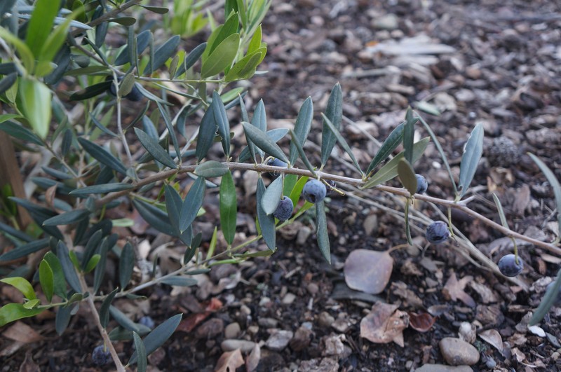 Blueberry photo 8