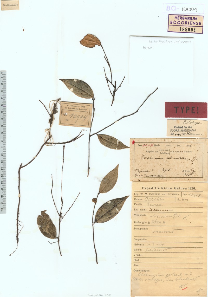 Vaccinium absconditum