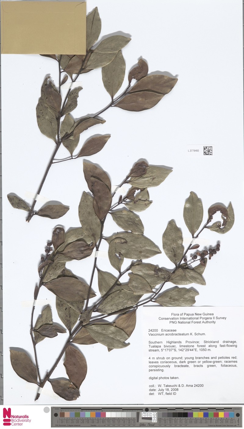 Vaccinium acrobracteatum
