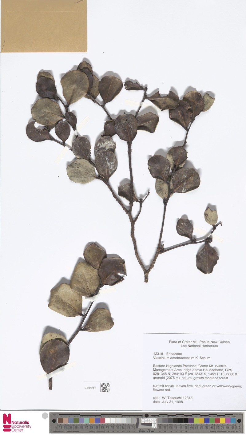 Vaccinium acrobracteatum photo 2