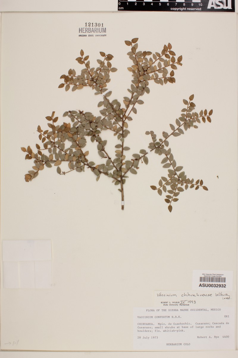 Vaccinium acrobracteatum photo 3