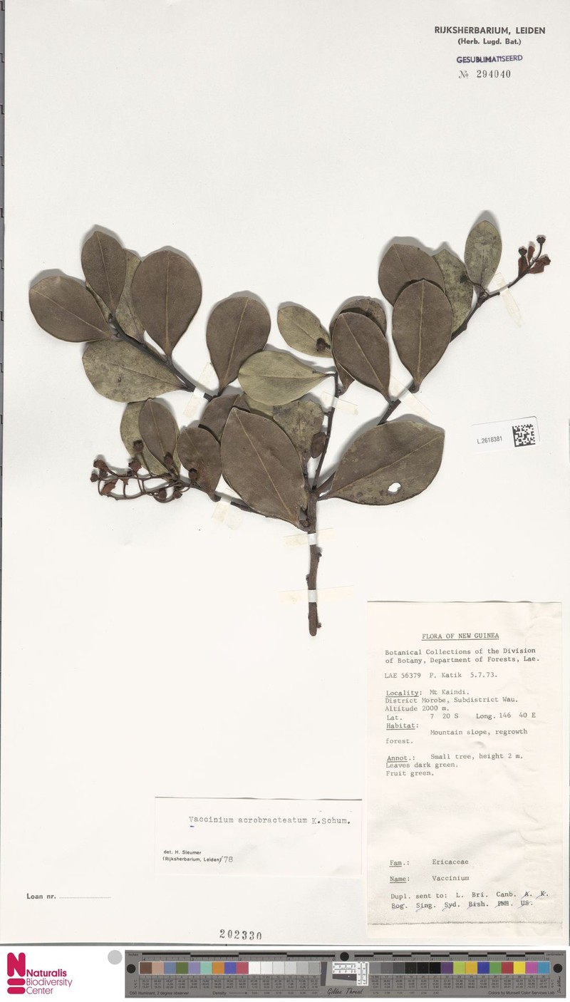 Vaccinium acrobracteatum photo 4