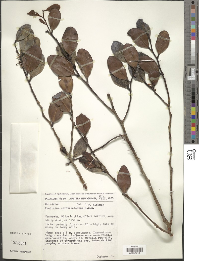 Vaccinium acrobracteatum photo 5