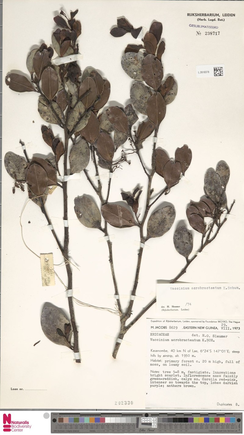 Vaccinium acrobracteatum photo 6