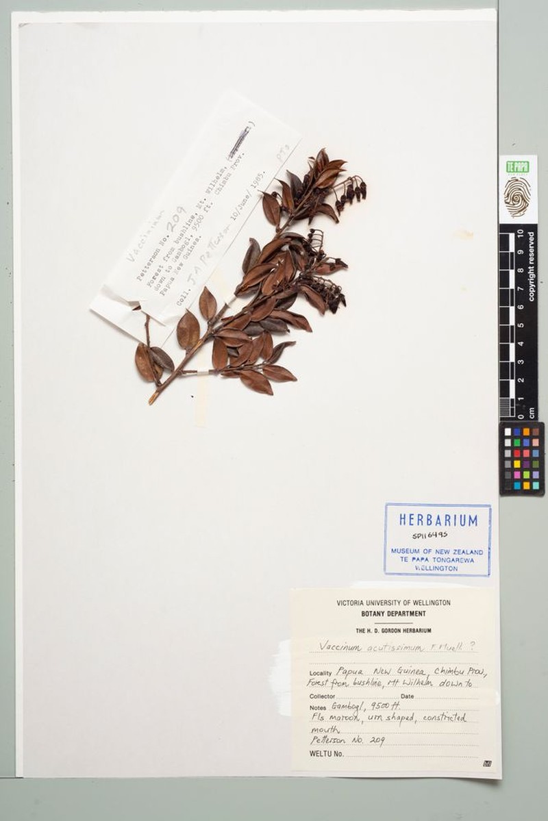 Vaccinium acutissimum