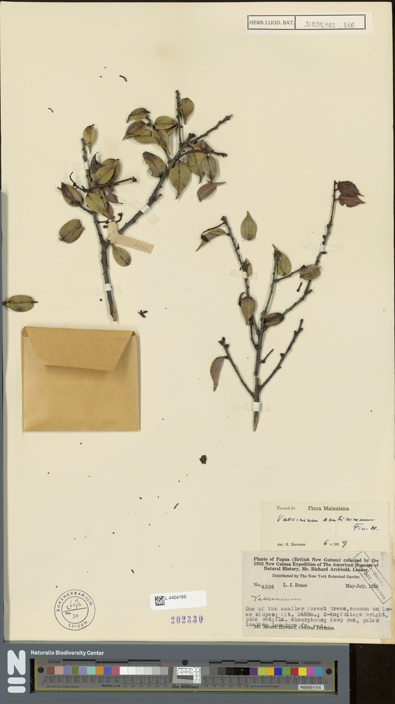 Vaccinium acutissimum photo 3