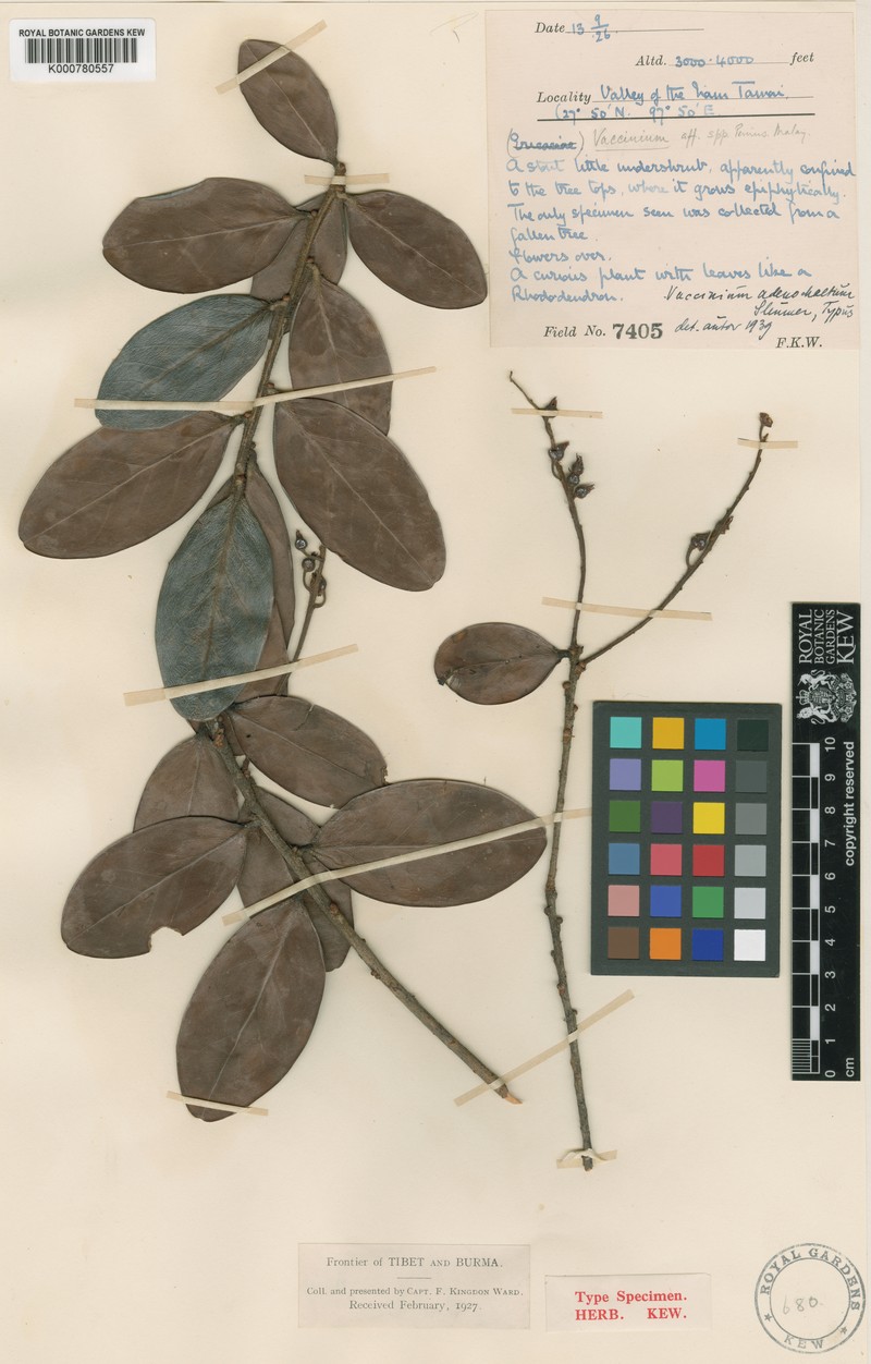 Vaccinium adenochaetum