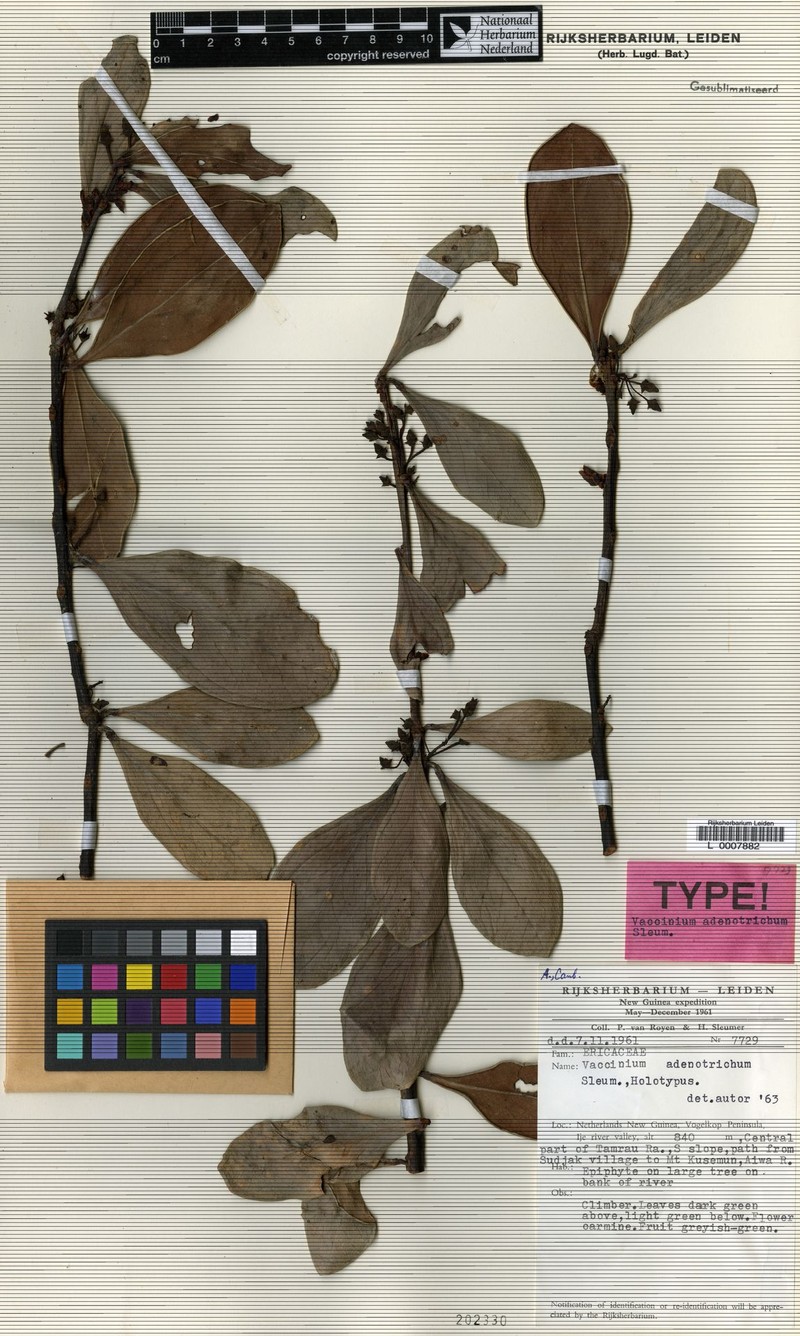 Vaccinium adenotrichum