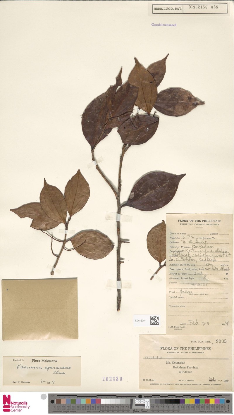 Vaccinium agusanense
