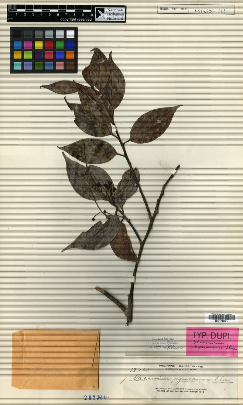 Vaccinium agusanense photo 2
