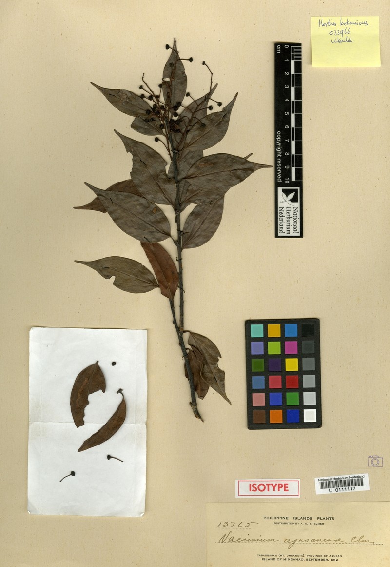 Vaccinium agusanense photo 3