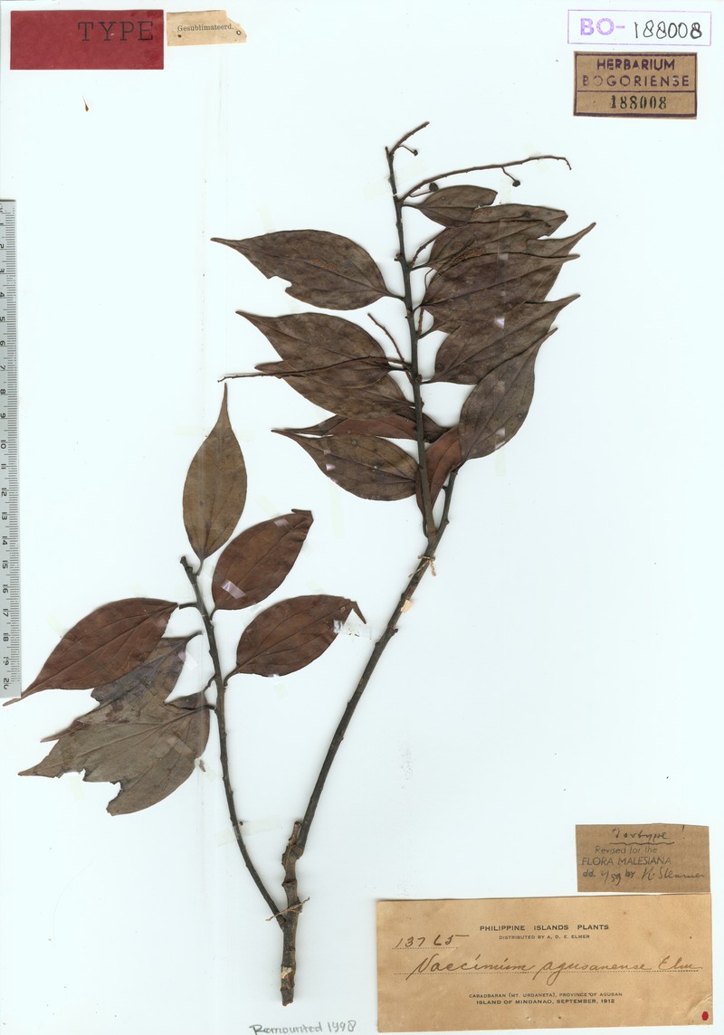 Vaccinium agusanense photo 4