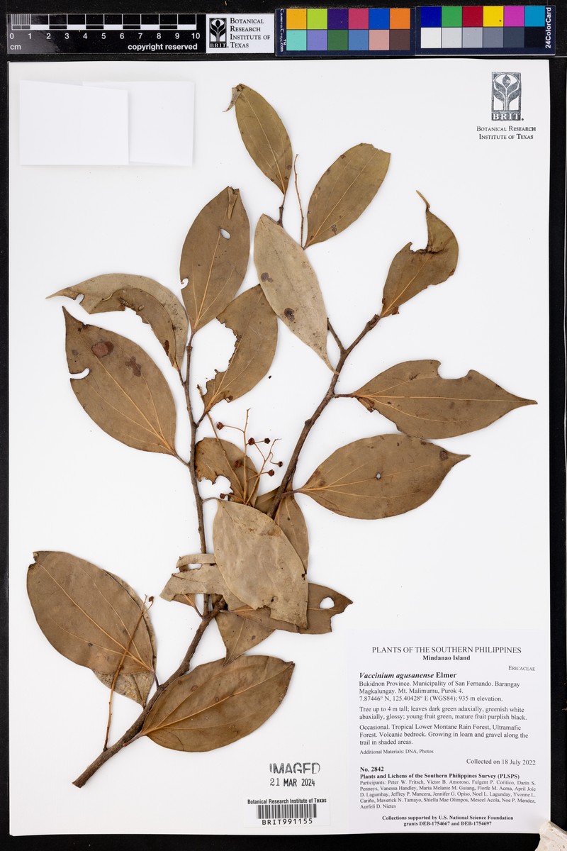 Vaccinium agusanense photo 5