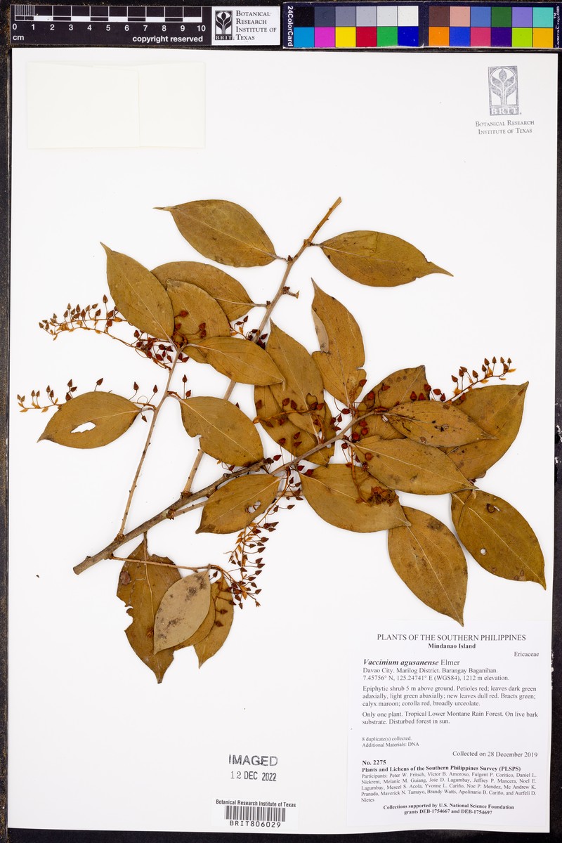 Vaccinium agusanense photo 6